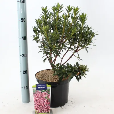 Image de Kalmia lat. « Minuet » - Laurier des montagnes | 30-40 cm en pot