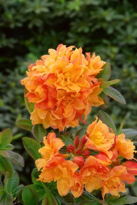 Produktbild von Rhododendron luteum 'Csardas', gelb, 40–50 cm