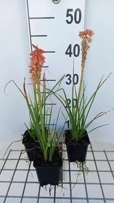 Image de 6 x Kniphofia hybr. 'Redhot Popsicle'® - Lys torche - pot 9 x 9 cm