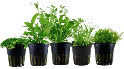 Produktbild von Pflanzen Set mit 5 Vordergrund Topf Aquarium Wasserpflanzen AquaOne Nr.112