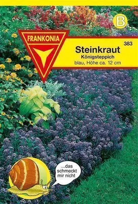 Produktbild von Steinkraut Königsteppich blau