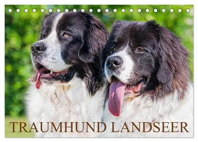 Produktbild von Traumhund Landseer (Tischkalender 2027 DIN A5 quer), CALVENDO Monatskalender