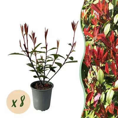 Image de Green boutiQ - Plantes de haie - Photinia fraseri Carre Rouge - feuillage rouge-vert - 8 plants - 1 mètre linéaire - à feuillage persistant - pot de 9 cm, hauteur 30-35 cm
