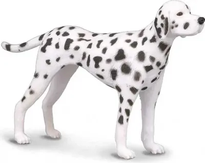Image de Collecta - Dalmata -M- 88072 (90188072) COLECTA