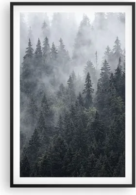Produktbild von Gerahmtes Poster - Schwarzer Rahmen - Wald Baum Natur - 61x91,5 cm - Wand Bild - Wanddeko - Wandbilder - Kunstposter - Wandposter - Bilderrahmen - Bilder - Kunstdruck - Wandbild - P2BPA61x91-4074