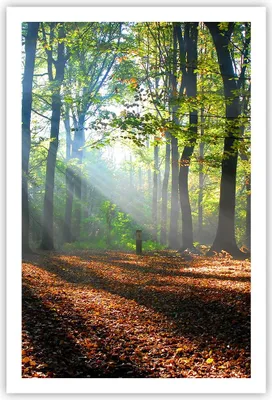 Produktbild von Poster - Poster ohne Rahmen - Wald Blätter Sonne - 61x91,5 cm - Wand Bild - Wanddeko - Wandbilder - Kunstposter - Wandposter - Bilder - Kunstdruck - Wanddekoration - Wandbild - P2XPA61x91-0136