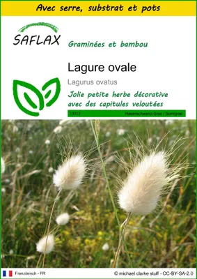 Image de SAFLAX Ensemble de culture - Lagure ovale - 100 graines - Lagurus