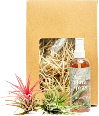 Obrázek produktu pro Gardners Set tillandsií s hnojivem v dárkovém balení