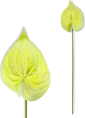 Productafbeelding van Zweig - Crèmegele Schaumanthurie, 57 cm
