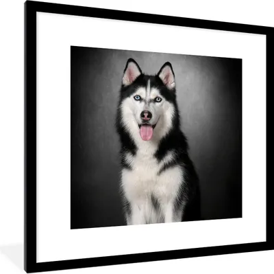 Produktbild von MuchoWow® Gerahmtes Poster Sibirischer Husky 40x40 cm - Poster mit Schwarzem Bilderrahmen Wandposter Rahmen Foto Bilder - Poster - Plakat im Rahmen