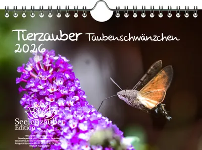 Produktbild von Tierzauber Taubenschwänzchen DIN A5 Kalender für 2026 - Seelenzauber