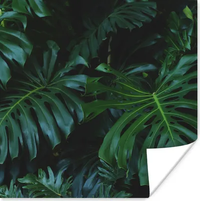 Produktbild von MuchoWow® Poster Pflanzen - Dschungel - Blätter 75x75 cm - Wand Dekoration