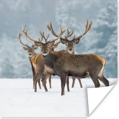 Produktbild von MuchoWow® Poster Hirsche - Tiere - Schnee - Winter - Landschaft - Natur 100x100 cm - Babyzimmer