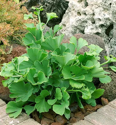 Produktbild von Ginkgo ´MARIKEN´ - ball, 60-70 cm, Cont. 15 l