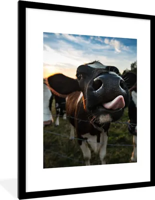 Produktbild von MuchoWow® Gerahmtes Poster Kuh - Tiere - Natur - Ausgezeichnete Zunge 60x80 cm - Poster mit Schwarzem Bilderrahmen Wandposter Rahmen Foto Bilder - Wohnzimmer - Dekorationen - Prämie
