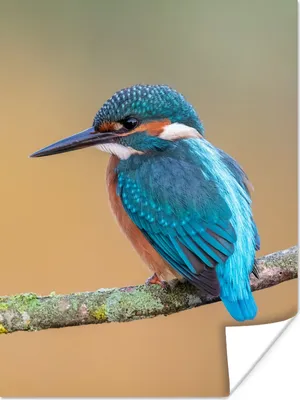 Produktbild von MuchoWow® Poster Vogel - Eisvogel - Tiere - Zweig 120x160 cm - Wandbilder
