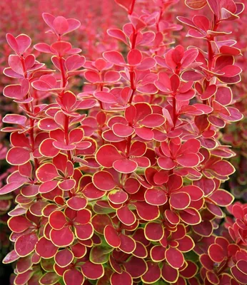 Produktbild von BALDUR Garten 3x Berberitze 'Orange Sunrise', Pflanzen im 9x9 cm-Topf, riesige dunkle Blüten mit orangenen Spitzen, exotische Ausstrahlung in Beet & Kübel, auffällige Optik & angenehmer Duft