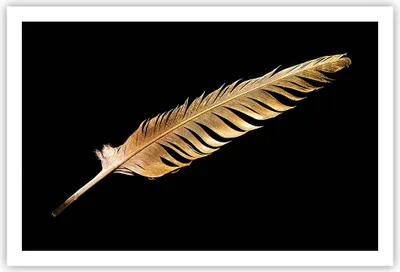 Produktbild von Poster - Poster ohne Rahmen - Golden Feder Schwarz - 91,5x61 cm - Wand Bild - Wanddeko - Wandbilder - Kunstposter - Wandposter - Bilder - Kunstdruck - Wanddekoration - Wandbild - P2XAA91x61-4887