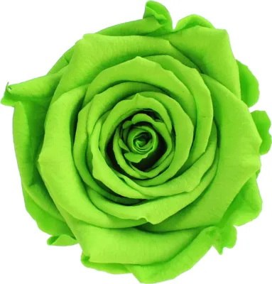 Produktbild von Infinity Rose L Ø5cm konserviert stabilisiert haltbar Rosenkopf ewige Rosenblüte 1 St. Hellgrün (gre05)