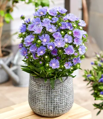 Produktbild von BALDUR Garten 2x Stokesia Kornblumenaster 'Blue Danube', Pflanzen im 9x9 cm-Topf, Kornblumen-Aster, winterharte mehrjährige Staude, mehrjährig, pflegeleicht, blühend, Stokesia laevis