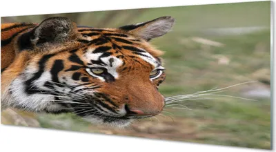 Produktbild von Glasbilder 125x50 Wandkunst Tiger Woods