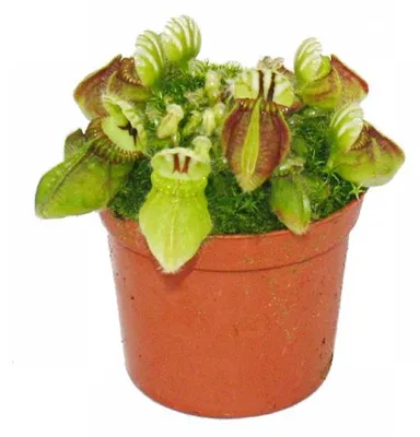 Produktbild von Fleischfressende Pflanze - Zwergkrug - Cephalotus follicularis - 9cm Topf - Rarität