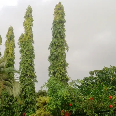 Produktbild von Indischer Mastbaum (Monoon longifolia) - 3 gekeimte Samen