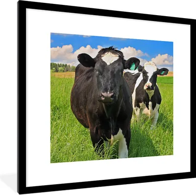 Produktbild von MuchoWow® Gerahmtes Poster Kühe - Gras - Natur - Tiere 40x40 cm - Poster mit Schwarzem Bilderrahmen Wandposter Rahmen Foto Bilder - Poster - Plakat im Rahmen