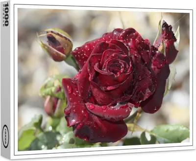 Produktbild von raxxa Premium-Puzzle "Tröpfchenrose", 1000 Teile