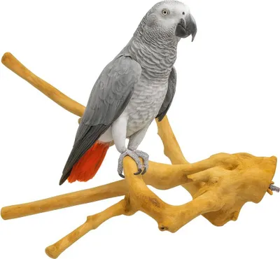 Immagine prodotto di Java Multibranch L - Trespolo naturale per pappagalli
