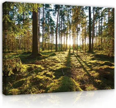 Produktbild von Leinwandbild Wald Landschaft Natur Bäume 120x80 cm XXL Modern Canvas Leinwand Bilder Leinwandbilder Wandbilder Kunstdruck Bild auf Leinwand Aufhängefertig
