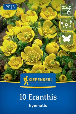 Produktbild von Kiepenkerl Winterling Eranthis hyemalis 10 Zwiebeln