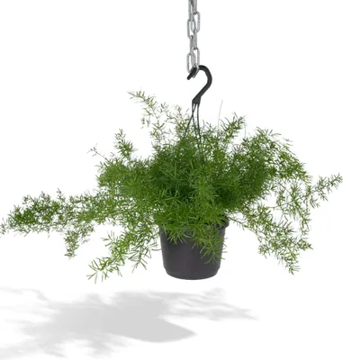 Produktbild von Asparagus Densiflorus Sprengeri Ø17Cm - ↕35Cm
