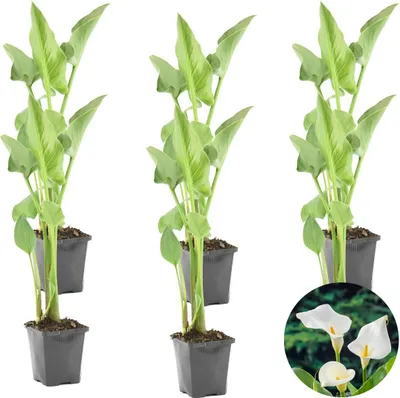 Image de Bloomique - Lot de 6 - Zantedeschia Aethiopica - Arum blanc - Plantes de bassin - Résistante au gel - Hauteur 10-20 cm - Pot 9 cm