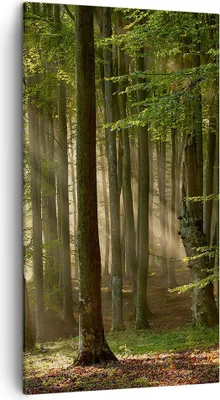 Produktbild von Bild auf Leinwand - Leinwandbild - Wald Baum Natur - 45x80cm - Wand Bild - Wanddeko - Wandbilder - Leinwanddruck - Bilder - Kunstdruck - Wanddekoration - Leinwand bilder - Wandkunst - PA45x80-3628
