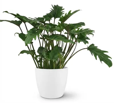 Image de Philodendron Xanadu, plante d'intérieur, 60 cm. Facile d'entretien