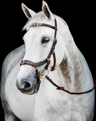 Produktbild von Horseware Ireland Trense Micklem 2 Multi Bridle Micklemtrense Dark Havana X-Full