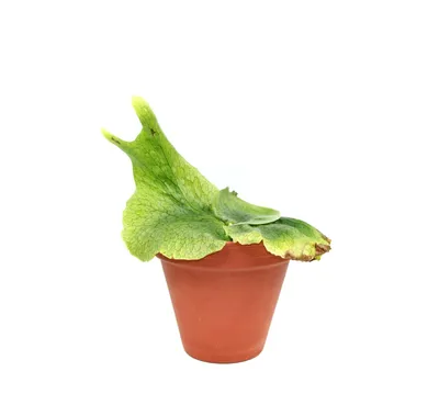 Obrázok produktu pre Gardners Platycerium superbum, priemer 12-14 cm