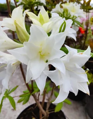 Produktbild von Rhododendron mixtum Schneeköpfchen Sommergrüne Azalee 25 - 30 cm