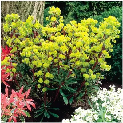 Produktbild von Stauden Gänge 3 x Euphorbia amygdaloides 'Purpurea' - Rotblättrige Wolfsmilch - Kontrastreiche Akzente für schattige Gärten