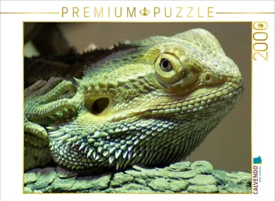 Produktbild von CALVENDO Puzzle Bartagame | 2000 Teile Lege-Größe 90x67cm Foto-Puzzle für glückliche Stunden