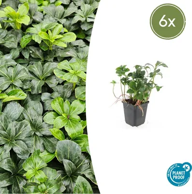 Produktbild von Bodendecker - Schattengrün - Dickmännchen - Pachysandra 'Green Sheen' - 9cm Topf - Set mit 6 Pflanzen