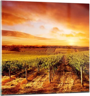 Produktbild von Bilder auf glas - Weinberg Aussicht Landschaft - 70x70cm - Glasbilder - Wandbilder - Kunstdruck - zum Aufhängen bereit - Wanddekoration aus Glas - Glas Bilder - Wandbild auf Glas - GAC70x70-0170