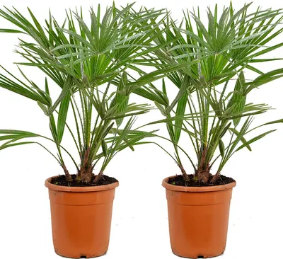 Zdjęcie produktu dla Bloomique - Zestaw 2 szt. - Chamaerops Humilis - Palma karłowata europejska - Palma mrozoodporna - Rośliny ogrodowe - 70-80 cm wysokości - Doniczka 21 cm
