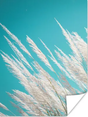 Produktbild von MuchoWow® Poster Pampasgras - Pflanze 90x120 cm - Wohnzimmer