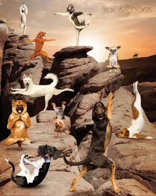 Produktbild von Yoga Dogs - Canyon Tiere Hunde Sport Mini Poster Plakat Druck