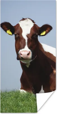 Produktbild von MuchoWow® Poster Kuh - Gras - Friesland 20x40 cm - Plakat - Foto