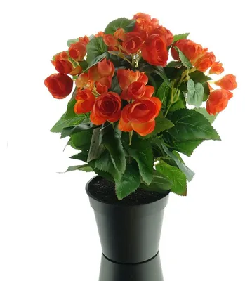 Produktbild von GASPER Elatior-Begonie Orange im schwarzen Topf 38 cm - Kunstblumen