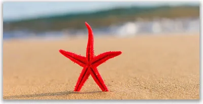 Produktbild von Acrylglasbilder 120x60 Wandbild Druck Strand Seestern Kunst