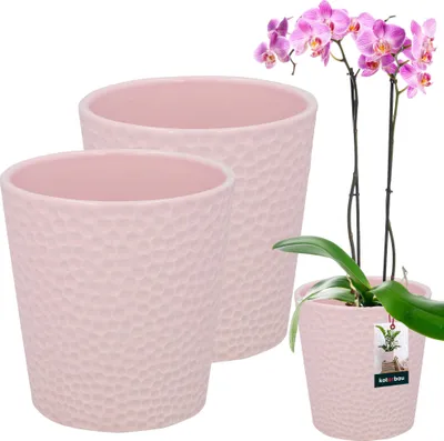Orchidea vaso vetro: prezzi e recensioni